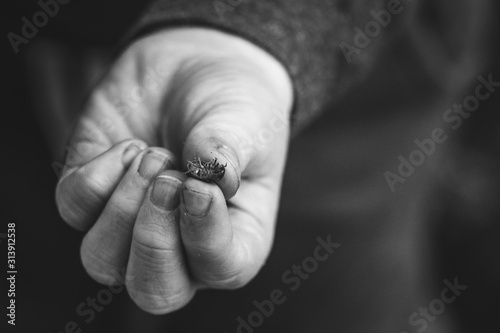 Roly Poly in childs hand photo