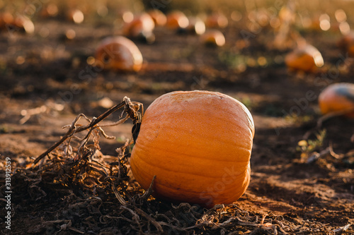 pumpkin on a vine in pumpkin field photo