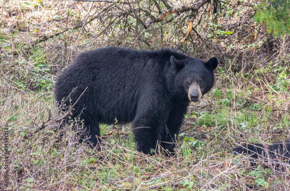 Black Bear stands on the forest in Yellowstone Natioal Park Black Bear stands on the forest in Yellowstone Natioal Park