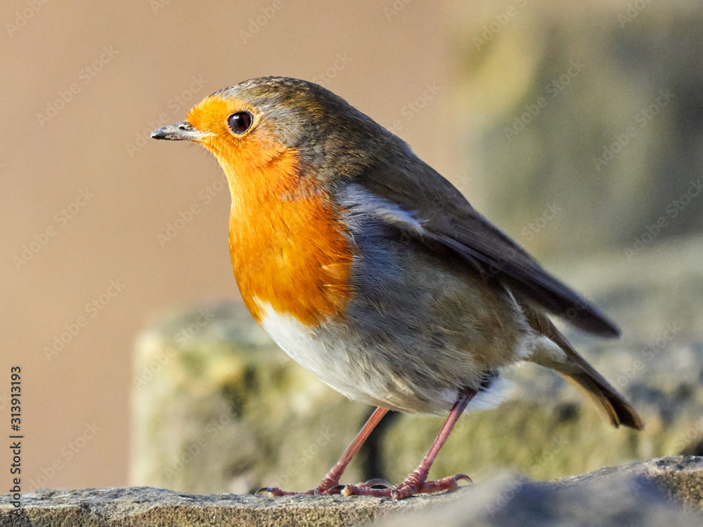 A European Robin (Erithacus rubecula) sat on a branch looking for food on a cold winters morning in Daisy Nook, Oldham, UK A European Robin (Erithacus rubecula) sat on a branch looking for food on a cold winters morning in Daisy Nook, Oldham, UK