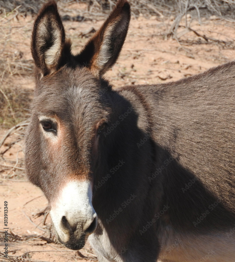 Wild burro, Chemehuevi Mountains, Parker, California. Wild burro, Chemehuevi Mountains, Parker, California.