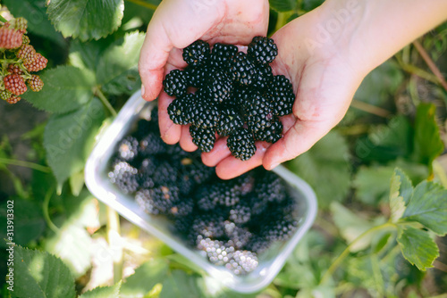 Woman holding a basket of blackberries  outdoor photo