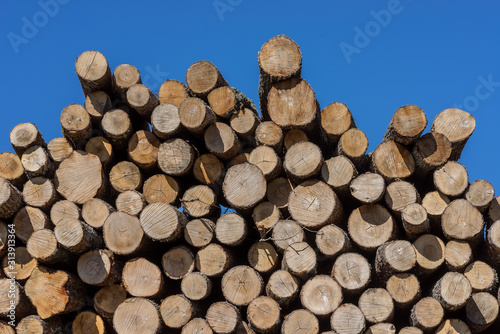 Wood  stacked and cut natural texture. Conifer stack pattern. Hardwood background.