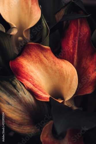 Close angle view of cala flowers