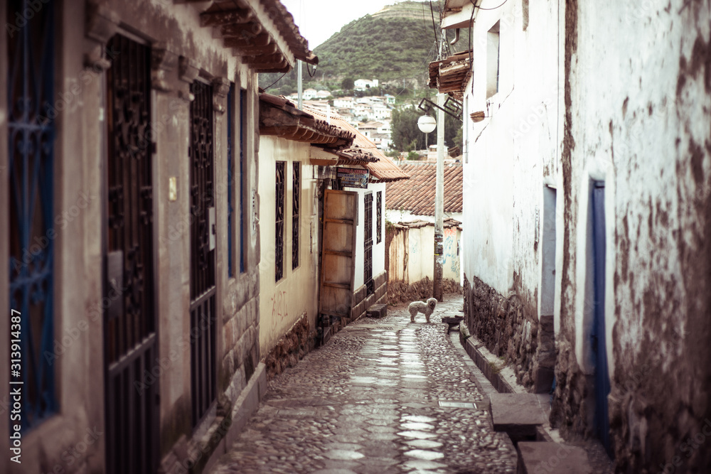 view down cobbled walking street of dog in centre view down cobbled walking street of dog in centre