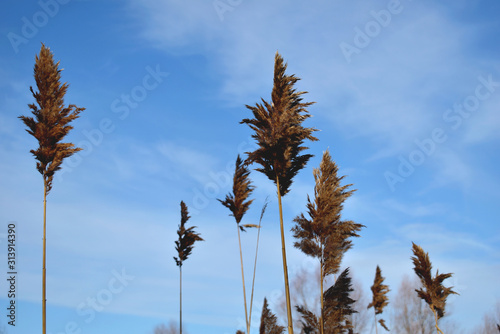 Dry reed and blue sky.