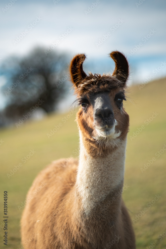 Obraz premium Guckst Du