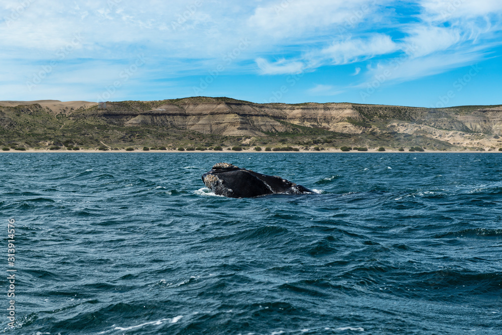 A Southern Right Whale at the Peninsula Valdes in Argentina, South America.