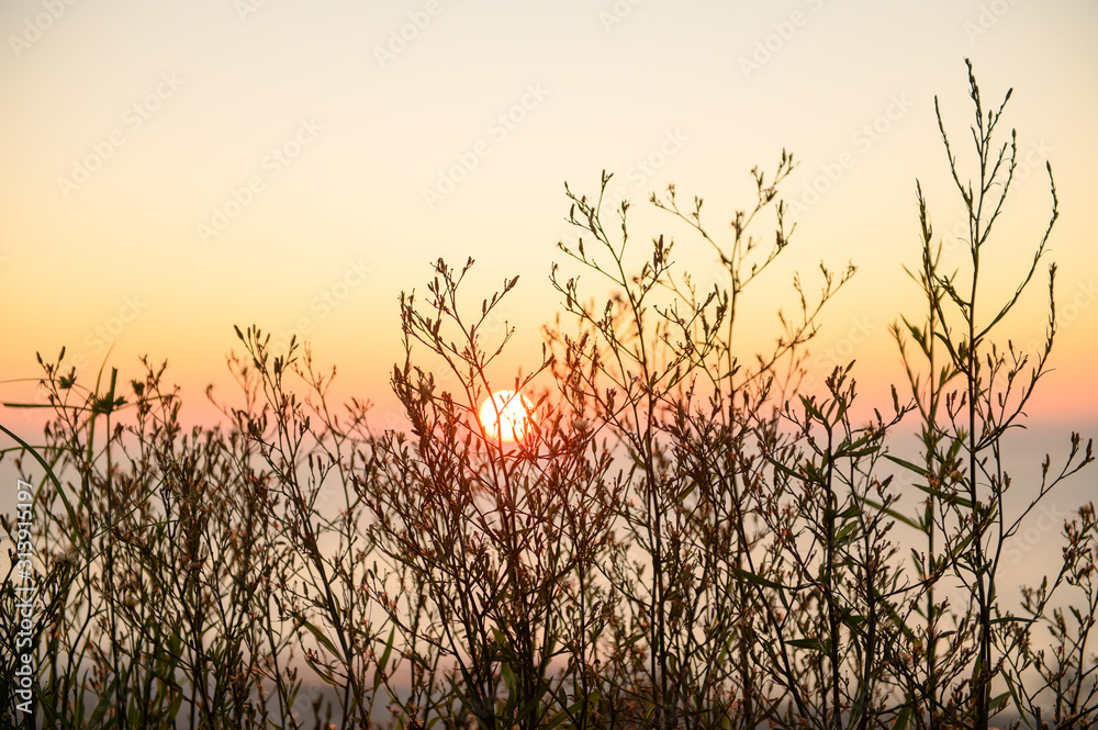 Obraz premium Warm autumn background with colorful bright meadow during the sunset. Silhouette of the grass in the light of the golden setting sun. Beautiful nature landscape with sunbeams.