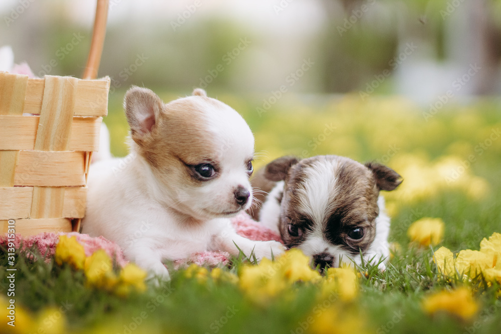 mexican chihuahua puppy in basket spring mexican chihuahua puppy in basket spring