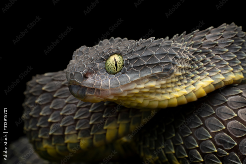 African Bush Viper Trio, Atheris squamiger available as Framed