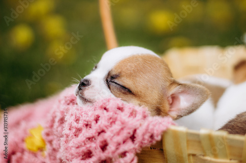 mexican chihuahua puppy in basket spring  © rsaggin