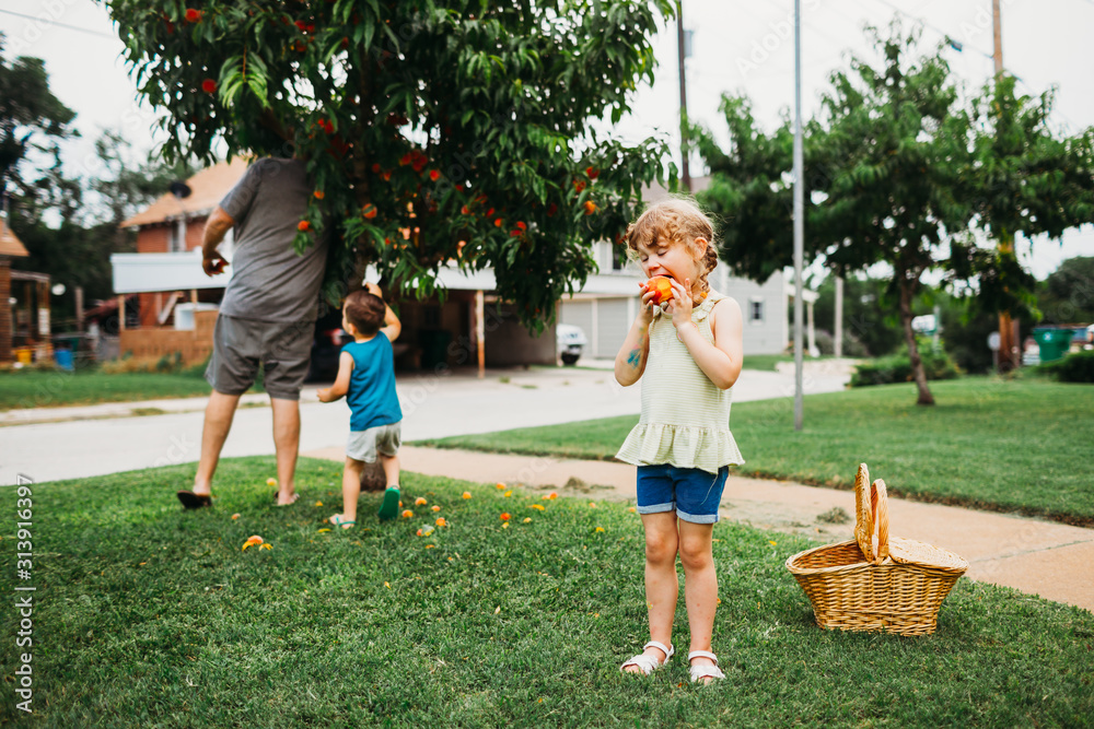 Grandfather with his grandson picking fresh peaches for sister in