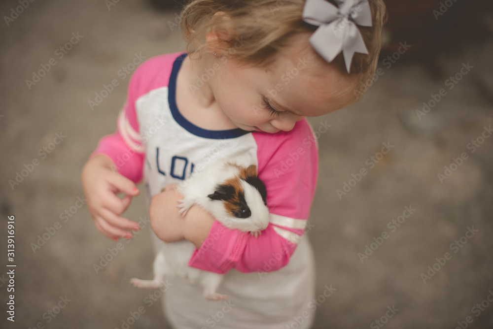 little girl toddler holding her pet baby guinea pig little girl toddler holding her pet baby guinea pig