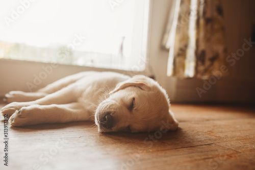 Sleeping yellow Labrador lab puppy photo