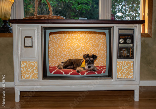 A happy and cute schnauzer puppy sitting in upcycled television, TV made into dog kennel. Bed cushion is bright red and background is yellow print. Vintage tube tv made into dog crate or bed. 