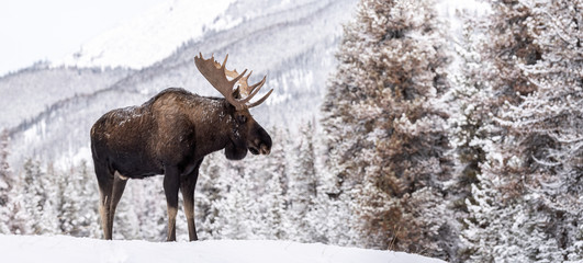 Moose in Snow in Jasper Canada 
