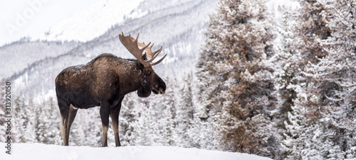 Moose in Snow in Jasper Canada  photo