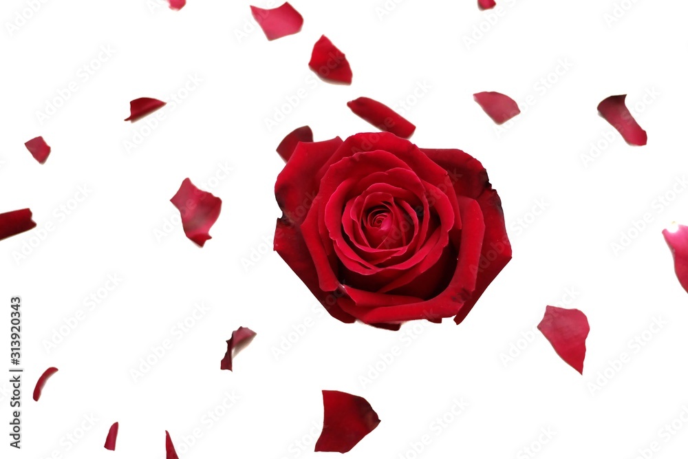 In selective focus of a sweet red rose flower blossom with a group of corollas on white isolated background with copy space In selective focus of a sweet red rose flower blossom with a group of corollas on white isolated background with copy space