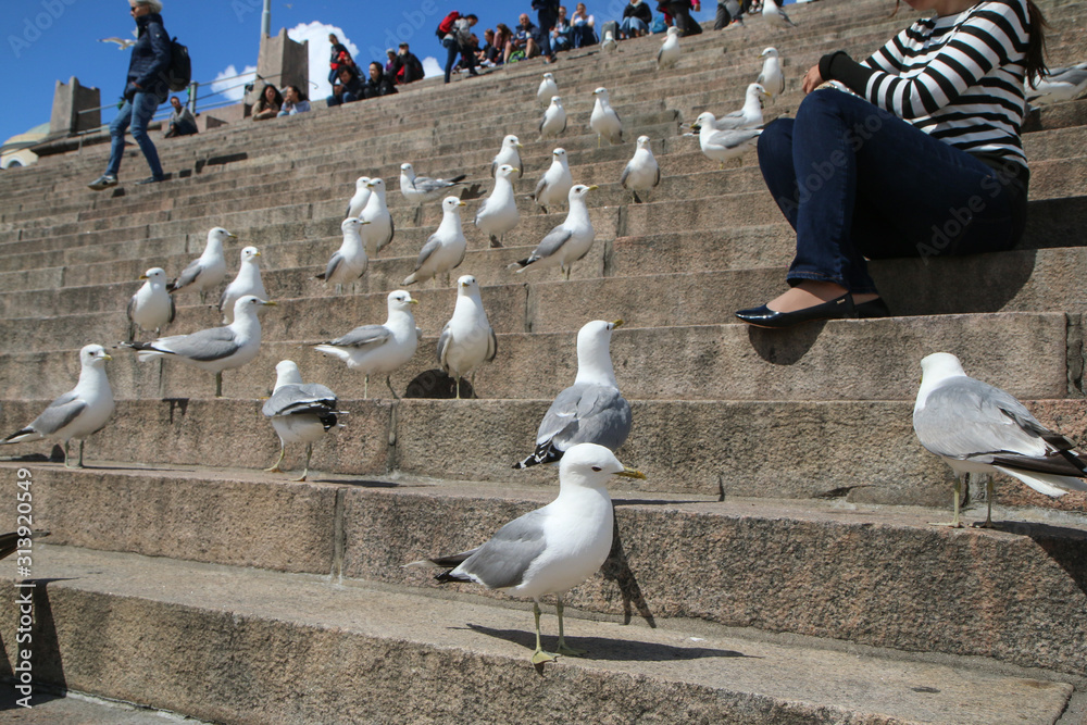 Obraz premium A big group of seagulls is standing on the stairs by the cathedral in Helsinki and curiously wathing the surroundings.