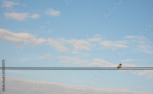 Bird perched on wires with blue sky background