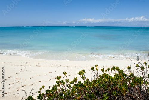 plants on beach shoreline Turks and Caicos
