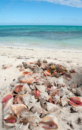 Conch shells on beach, Turks and Caicos