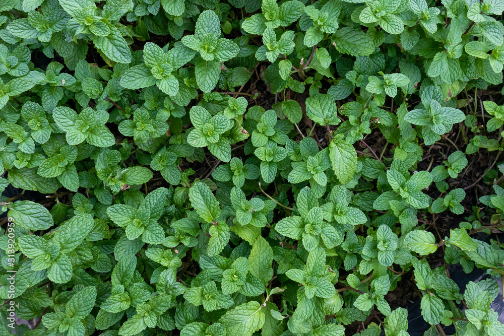 Fototapeta premium Green mint in plant vegetable garden