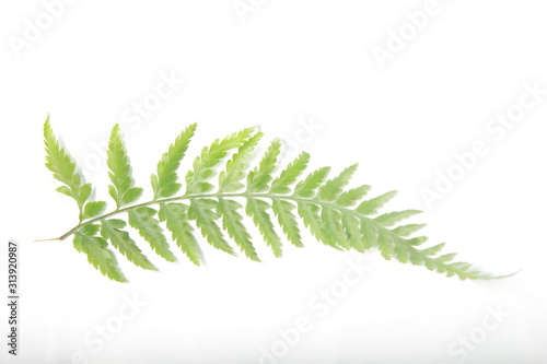 Picture of common lady-fern / Athyrium filix-femina leafs on a white isolated background photo