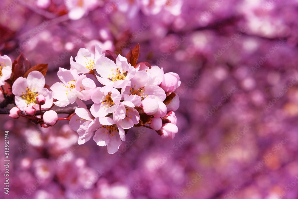 Obraz premium Spring blurred background of nature, pink color. Apricot flowers blooming with white bright petals. Greeting card for Womens day. Blooming garden.