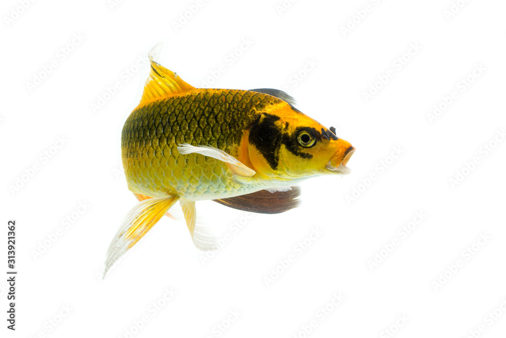 Fotografie Koi fish isolated on White background with clipping path