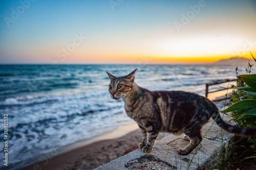 curious beachcat