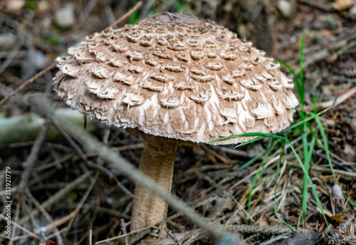 Parasol mushroom in the grass