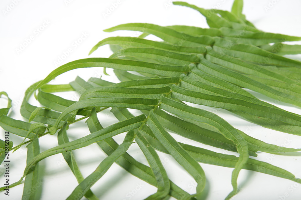 Fototapeta Pleopeltis polypodioides (syn. Polypodium polypodioides), also known as the resurrection fern, is a species of creeping, coarse-textured fern native to the Americas and Africa on a isolated background