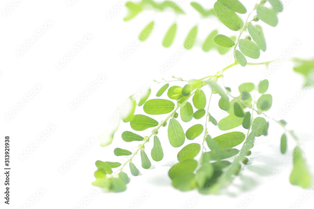 Meniran / Phyllanthus urinaria, one of herb that can use for herbal medicine. Shoot on an isolated white background. Meniran / Phyllanthus urinaria, one of herb that can use for herbal medicine. Shoot on an isolated white background.