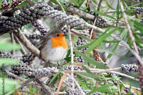 beautiful bright bird robin on a tree branch  photo