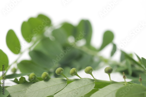 Meniran / Phyllanthus urinaria, one of herb that can use for herbal medicine. Shoot on an isolated white background. photo