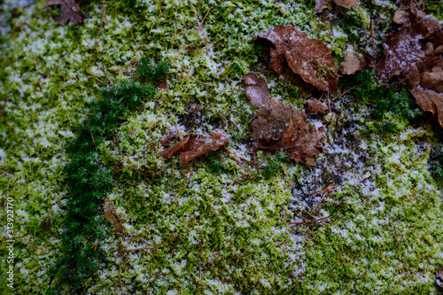 moss on a rock in the valley aisttal in austria photo