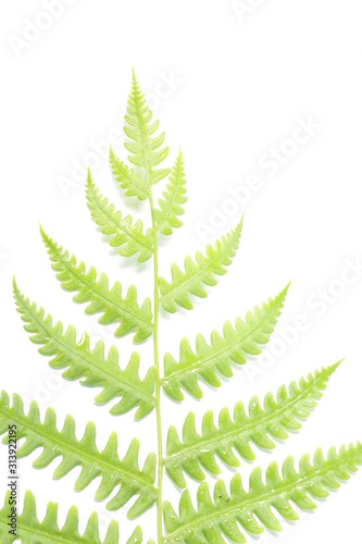 Pteridium aquilinum also known as eagle fern and Eastern brakenfern on a white isolated background