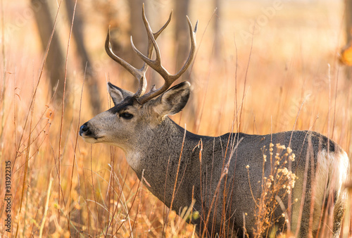 Bull Mule Deer - A close-up view of a bull mule deer standing in a mountain forest on a bright Autumn evening. Chatfield State Park, Colorado, USA. photo