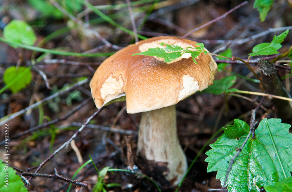 Boletus edulis (penny bun, cep, porcino or porcini). Mushroom in summer forest Boletus edulis (penny bun, cep, porcino or porcini). Mushroom in summer forest