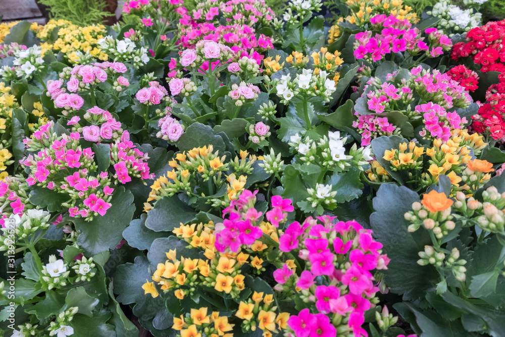 Assortment of spring flowers at a gardening center