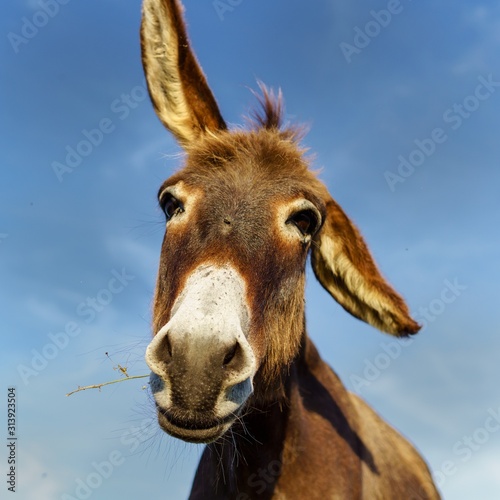 donkey