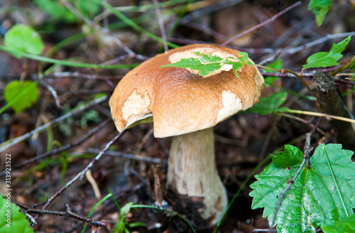 Boletus edulis (penny bun, cep, porcino or porcini). Mushroom in summer forest