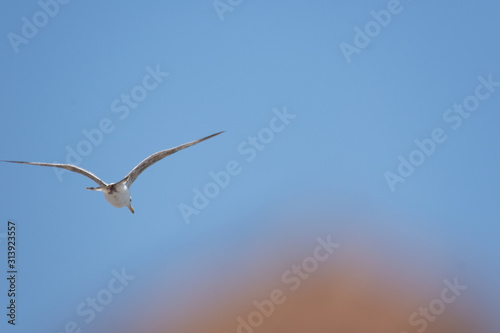 an isolated white seagull flies high in the clear blue sky away from the camera with wings spread