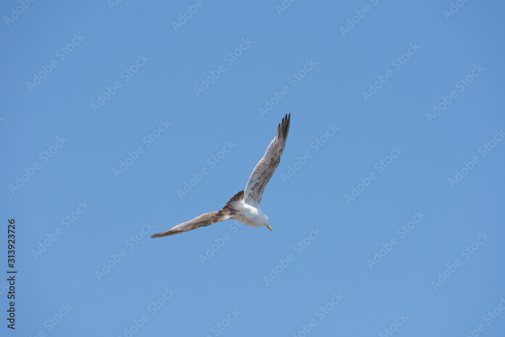 an isolated white seagull flies high in the clear blue sky away from the camera with wings spread an isolated white seagull flies high in the clear blue sky away from the camera with wings spread