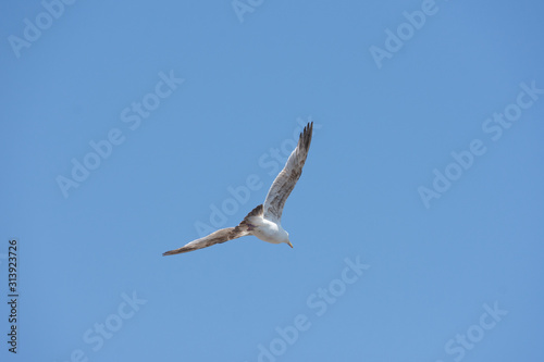 an isolated white seagull flies high in the clear blue sky away from the camera with wings spread
