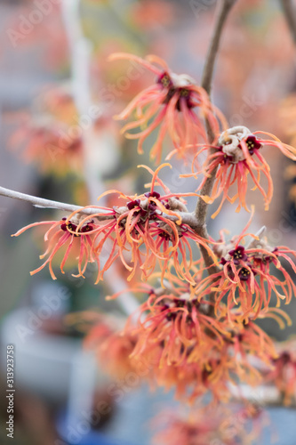 Closeup of witch hazel shrub