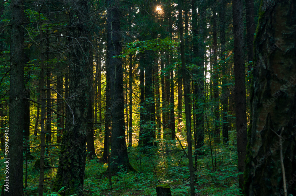 Naklejka premium Summer forest at the end of the day