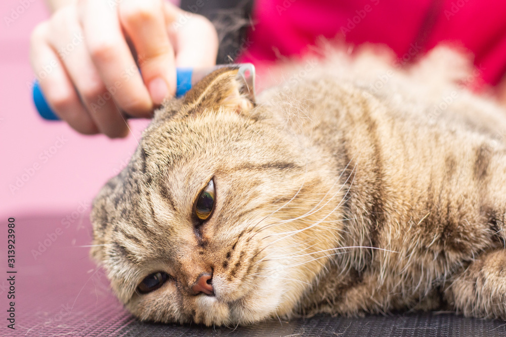 contented cat in a beauty salon. cat express molt procedure. Groomer combes out excess hair to a cat. fold cat